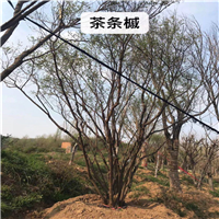 随州茶条槭 