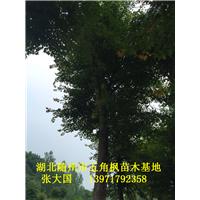 湖北五角枫&随州五角枫&湖北五角枫基地