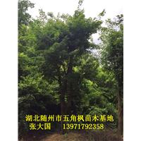 湖北五角枫&随州五角枫&湖北五角枫基地