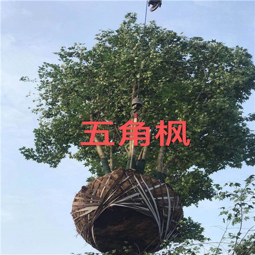 出售五角枫