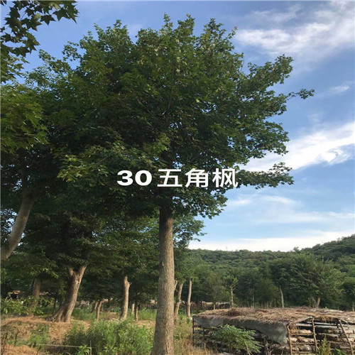 湖北五角枫价格 