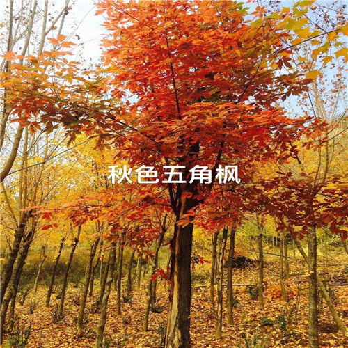 湖北批发五角枫