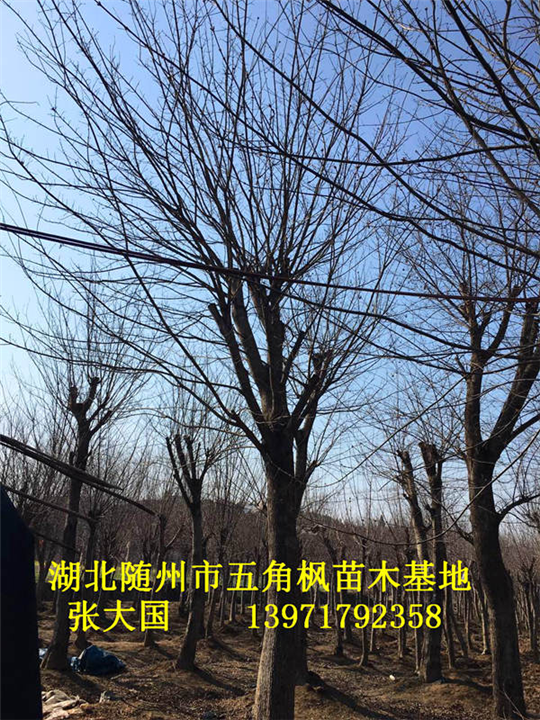 湖北五角枫、随州五角枫