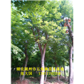 湖北五角枫#湖北五角枫基地
