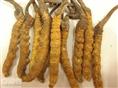 深圳高价回收冬虫夏草 