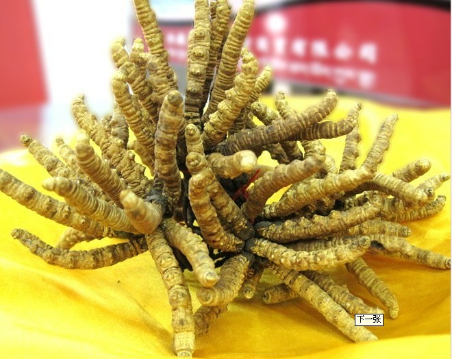 龙岗区回收冬虫夏草 