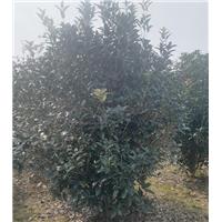 桂花树