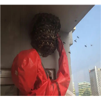 南京捅马蜂窝