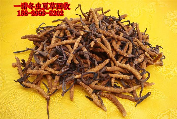 延安茅台回收，延安冬虫夏草回收