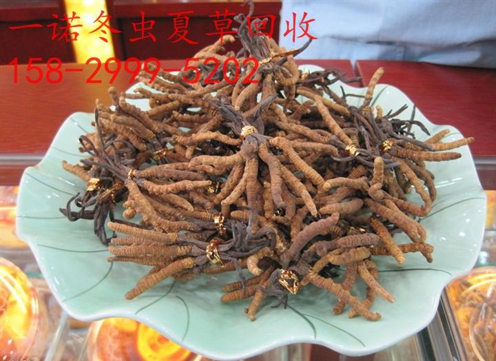 延安冬虫夏草回收热线15829995202