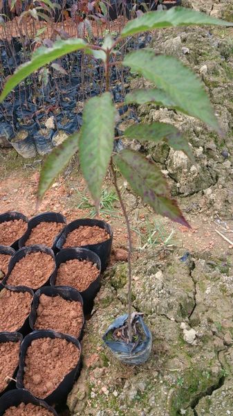 广州台湾山樱花、广州台湾山樱花基地