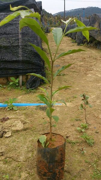 沉香价格“广州沉香、广东沉香基地、沉香
