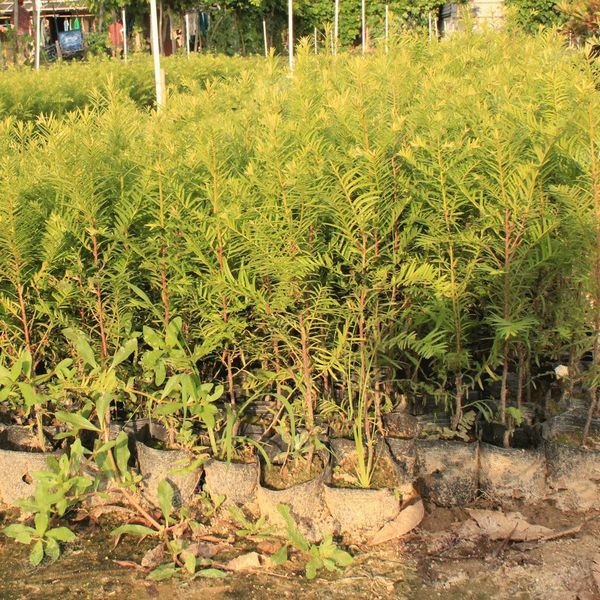 红豆杉批发商”广州红豆杉、广州红豆杉基地 