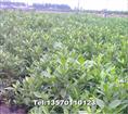 细叶栀子花”|广州细叶栀子花基地
