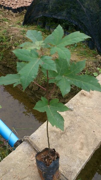 三角枫供应商&广州三角枫、广州三角枫基地