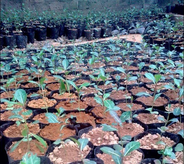 小叶榄仁杯苗”|广东小叶榄仁杯苗基地