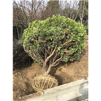 陕西苗木基地 