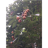 陕西七叶树批发 