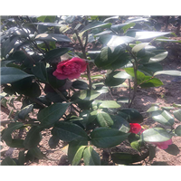 汉中茶花 