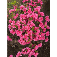 陕西杜鹃花
