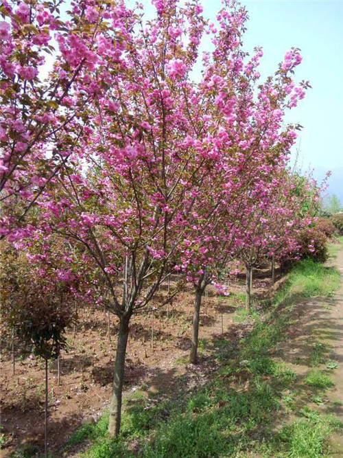 陕西樱花 