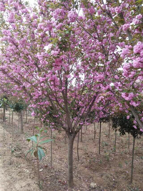陕西樱花批发，陕西樱花出售 
