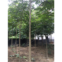 陕西七叶树出售 