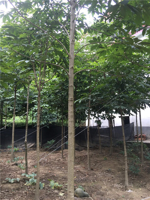 陕西七叶树出售 