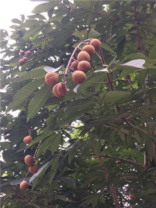 陕西七叶树批发 