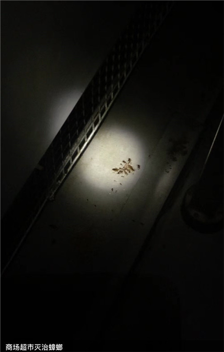 邢台沙河商超灭蟑螂灭鼠灭虫队伍电话是多少