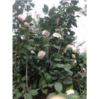 漳州茶花价格、漳州茶花批发