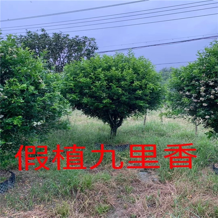 福建九里香基地