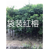 漳州红榕