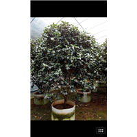 漳州茶花价格、漳州茶花批发