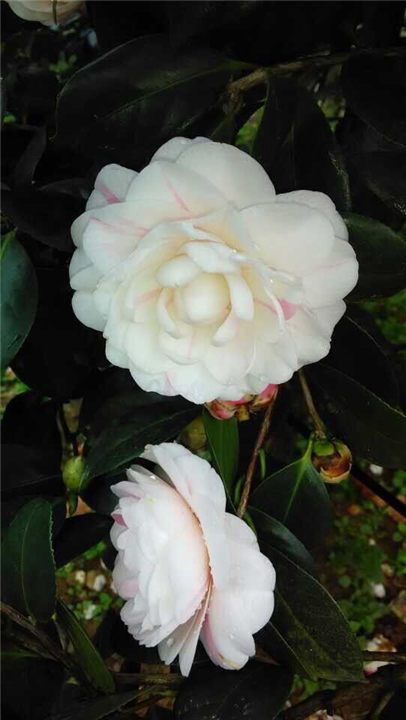 漳州茶花价格、漳州茶花批发