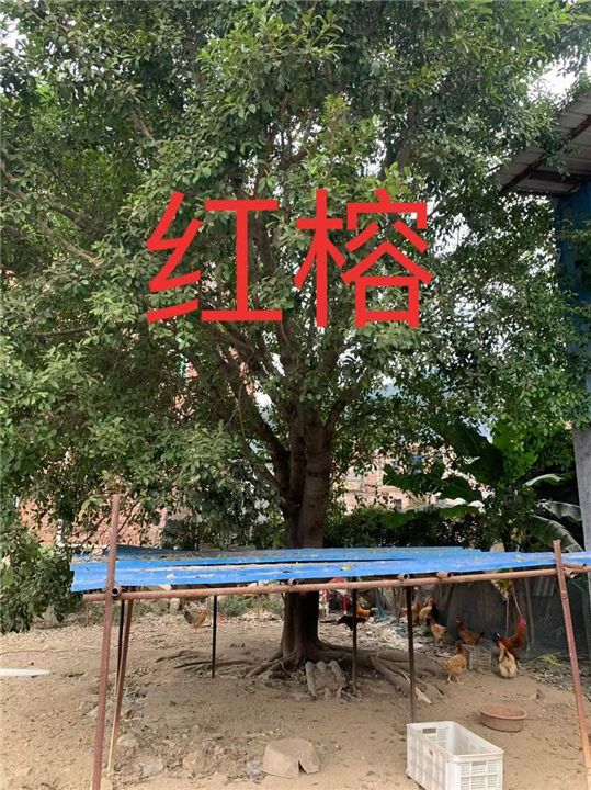 漳州红榕