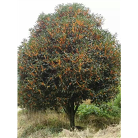 漳州桂花价格、漳州桂花销售