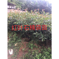 漳州苗木场
