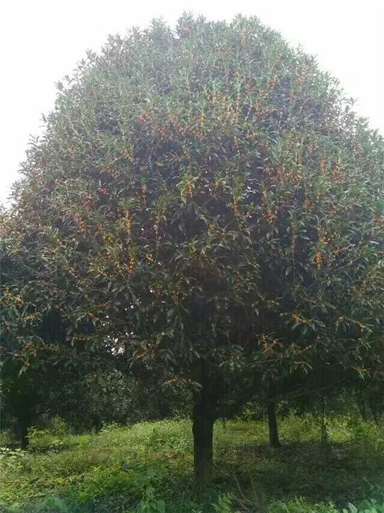 漳州桂花、漳州桂花批发