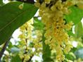 桂花-漳州桂花苗子￥福建桂花基地