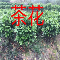 福建茶花基地