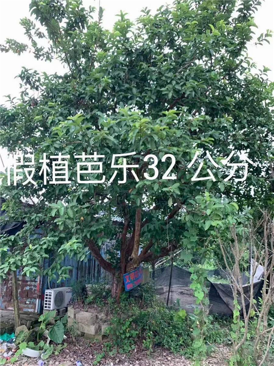 漳州芭乐苗