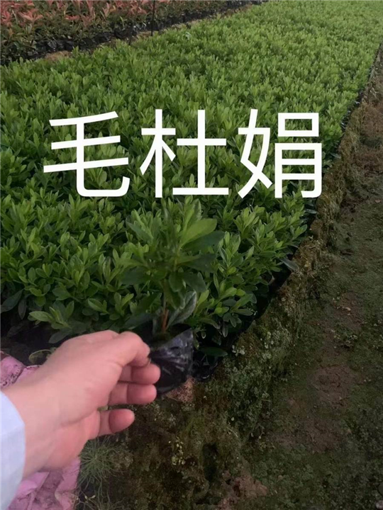 销售漳州毛杜娟