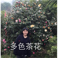 漳州多色茶花13605076555