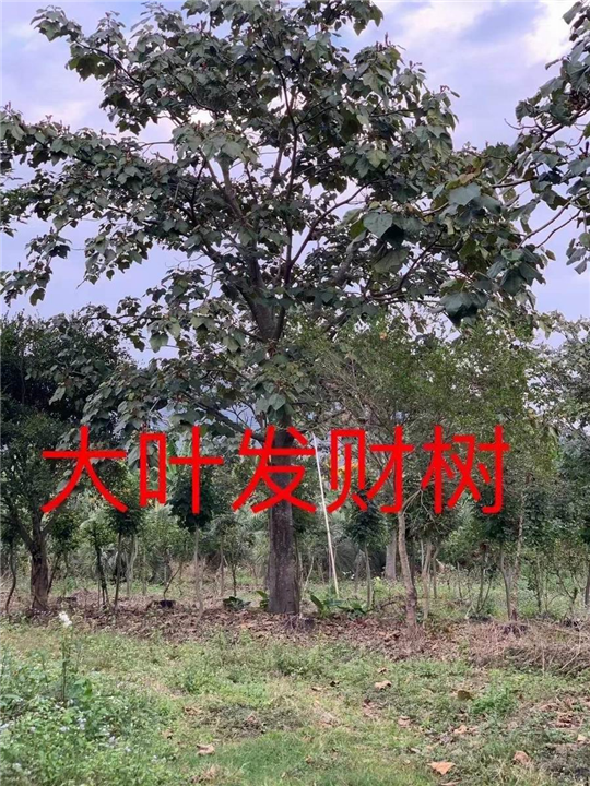漳州发财树