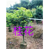 漳州桂花