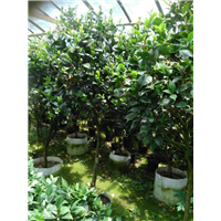 漳州茶花、福建茶花