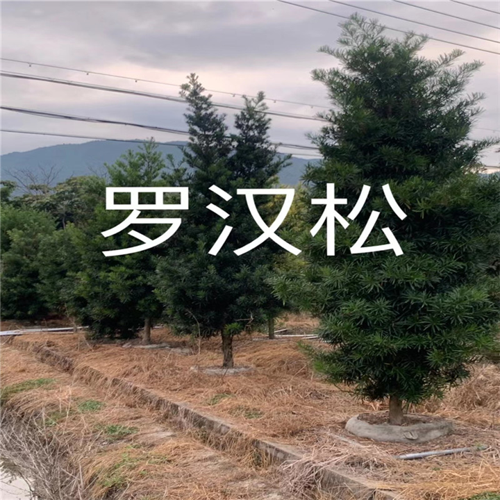 福建罗汉松销售