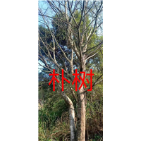 漳州朴树