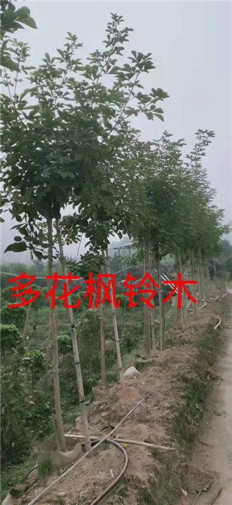 漳州多花风铃木